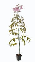 Campsis grandiflora 61